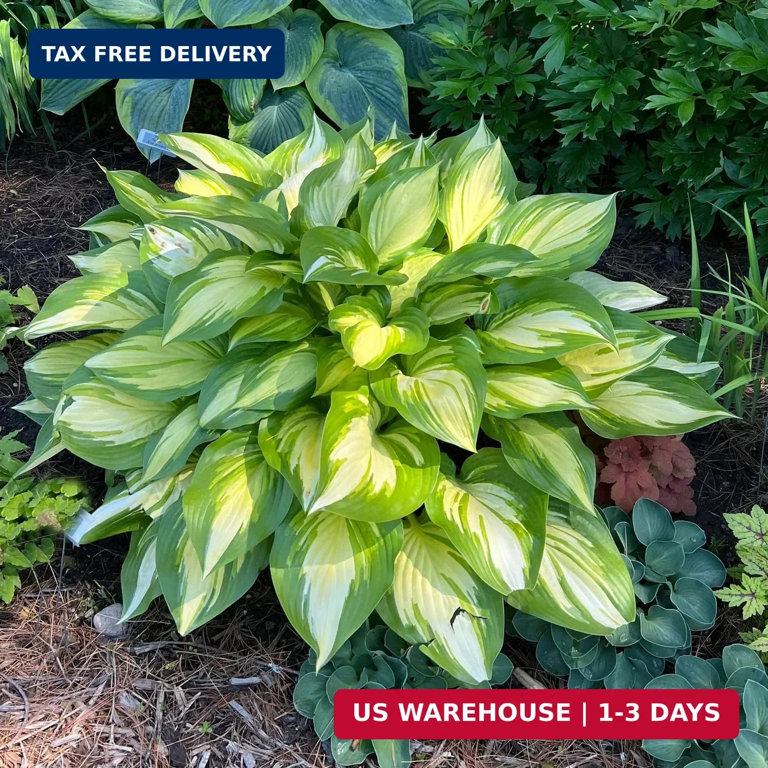 200+ Seeds Perennial Hosta Flower Seed for Planting Outdoors Garden Beauties