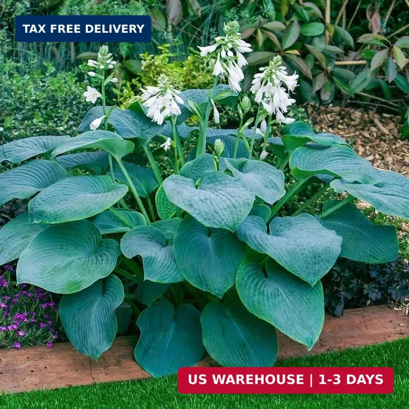 200+ Seeds Perennial Hosta Flower Seed for Planting Outdoors Garden Beauties