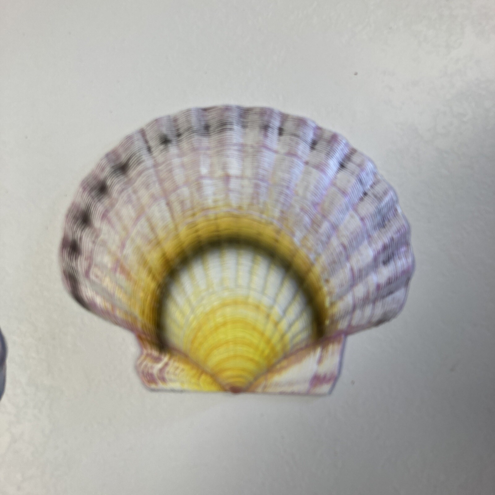 CIT Collection Wall Plaque Seashells 1 Large 6.5 L X 7.5 W 3 Small 6”L X 5” W
