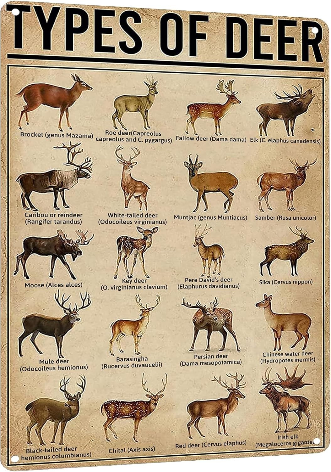 Rustic Types Of Deer Metal Sign, Vintage Farmhouse Wall Art Tin Sign – Hunting