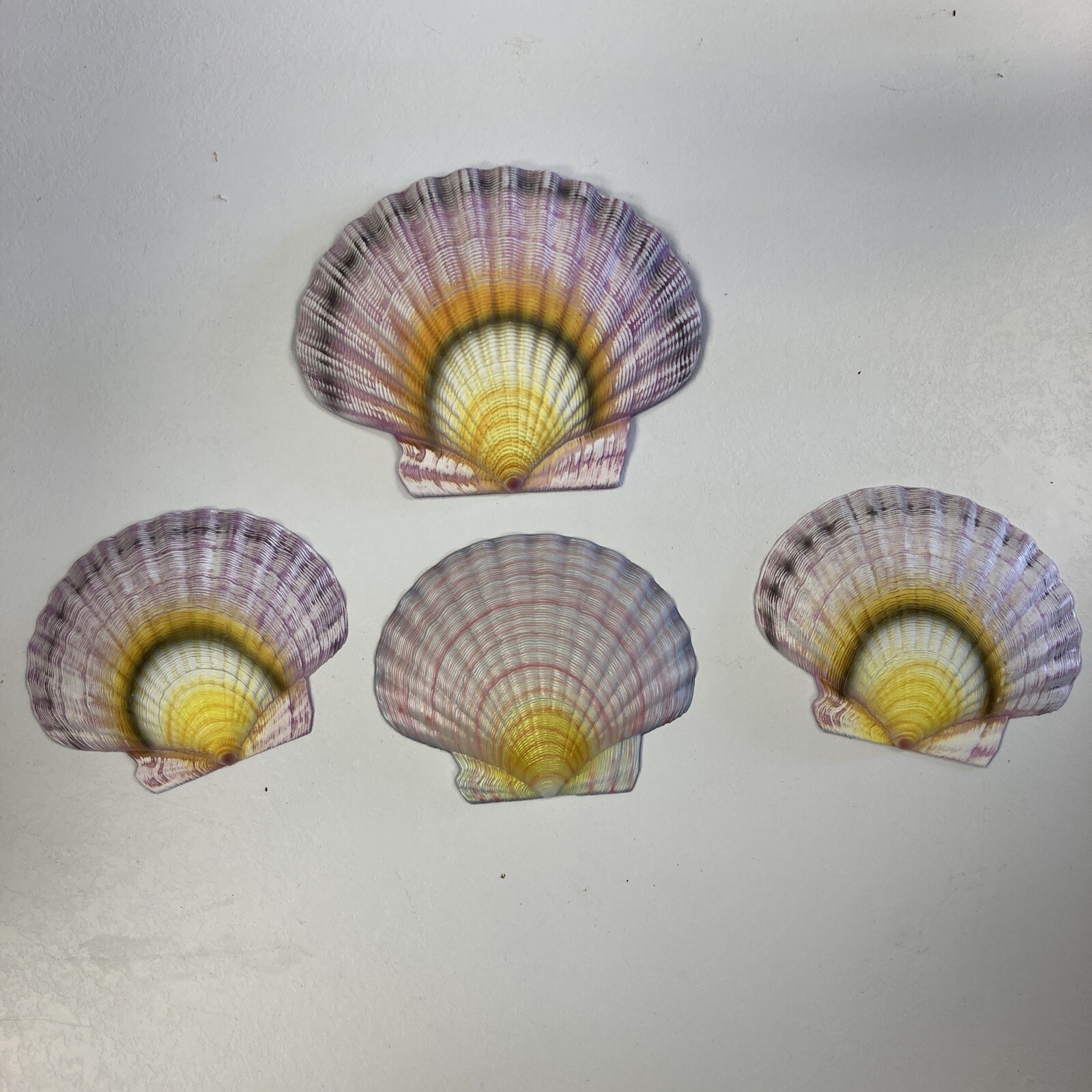 CIT Collection Wall Plaque Seashells 1 Large 6.5 L X 7.5 W 3 Small 6”L X 5” W