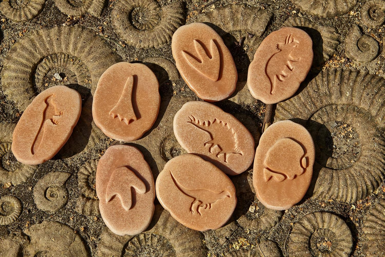 Let’S Investigate Dinosaur Footprints