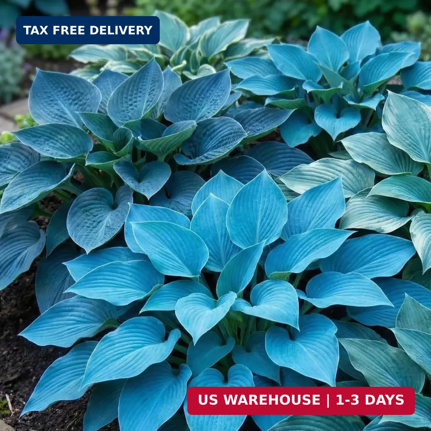 200+ Seeds Perennial Hosta Flower Seed for Planting Outdoors Garden Beauties