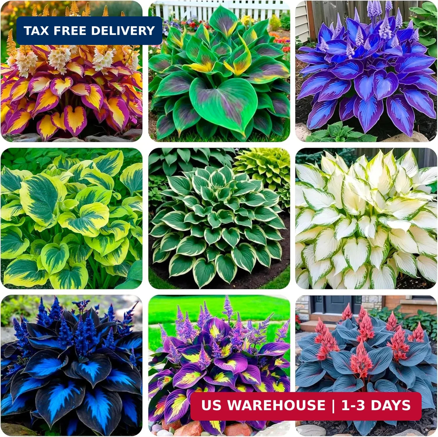 200+ Seeds Perennial Hosta Flower Seed for Planting Outdoors Garden Beauties