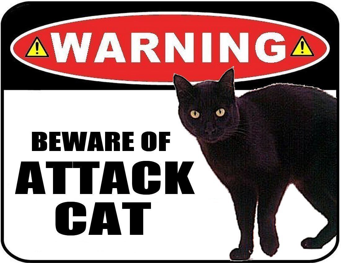 2 Count “Beware of Attack Cat” Laminated Funny Sign
