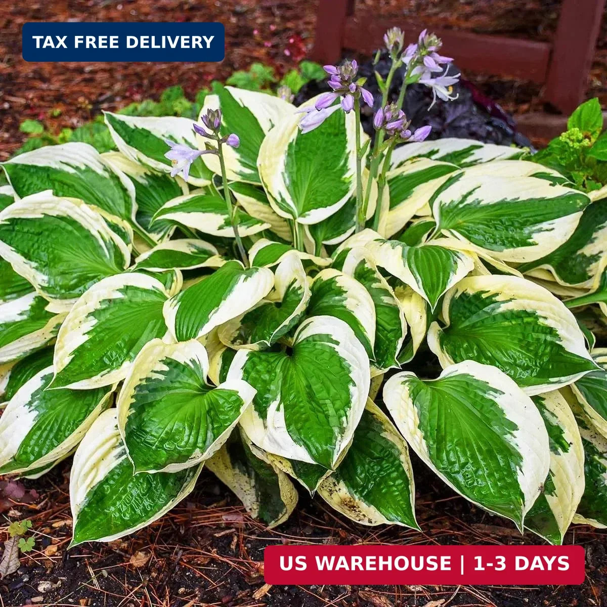 200+ Seeds Perennial Hosta Flower Seed for Planting Outdoors Garden Beauties