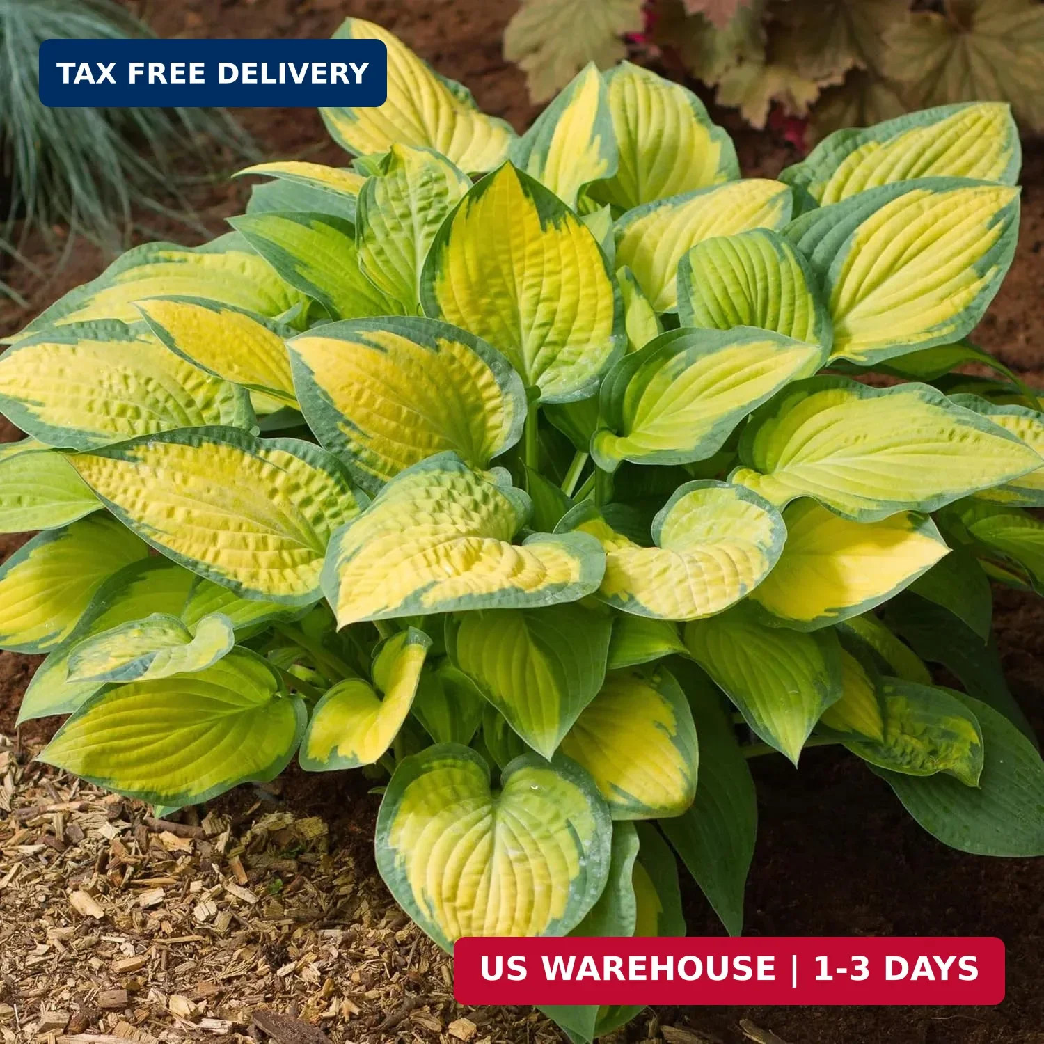 200+ Seeds Perennial Hosta Flower Seed for Planting Outdoors Garden Beauties