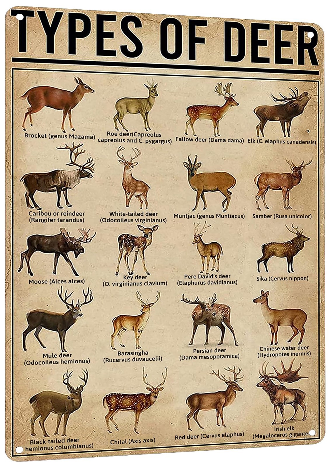 Rustic Types Of Deer Metal Sign, Vintage Farmhouse Wall Art Tin Sign – Hunting