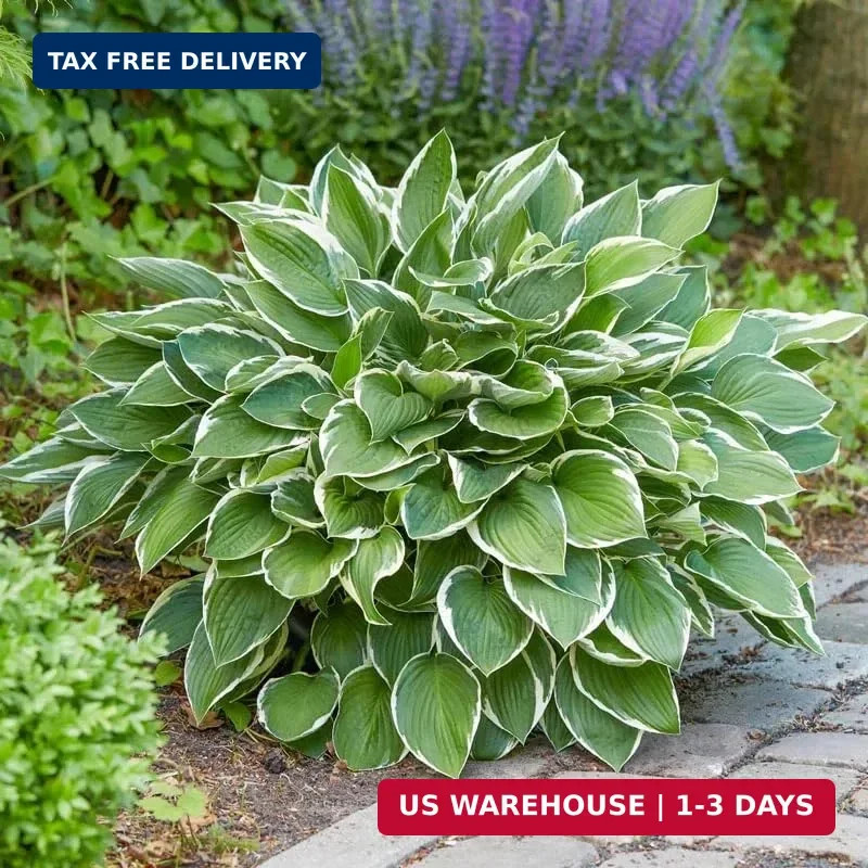 200+ Seeds Perennial Hosta Flower Seed for Planting Outdoors Garden Beauties