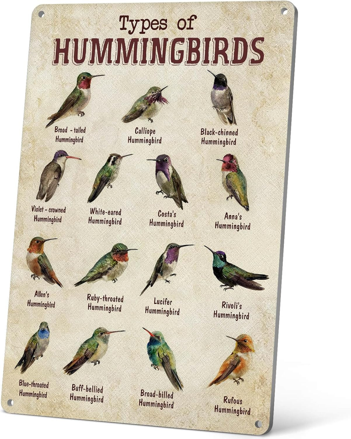 Vintage Hummingbird Guide Metal Sign – Types of Hummingbirds Tin Poster