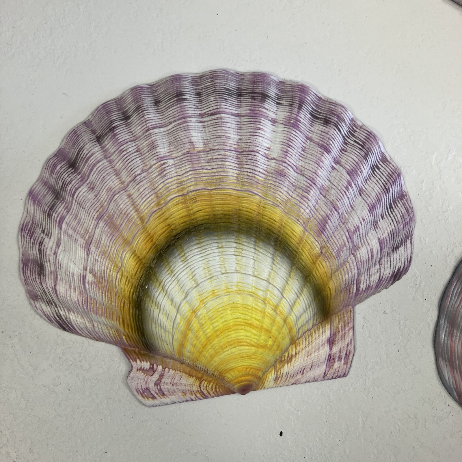 CIT Collection Wall Plaque Seashells 1 Large 6.5 L X 7.5 W 3 Small 6”L X 5” W