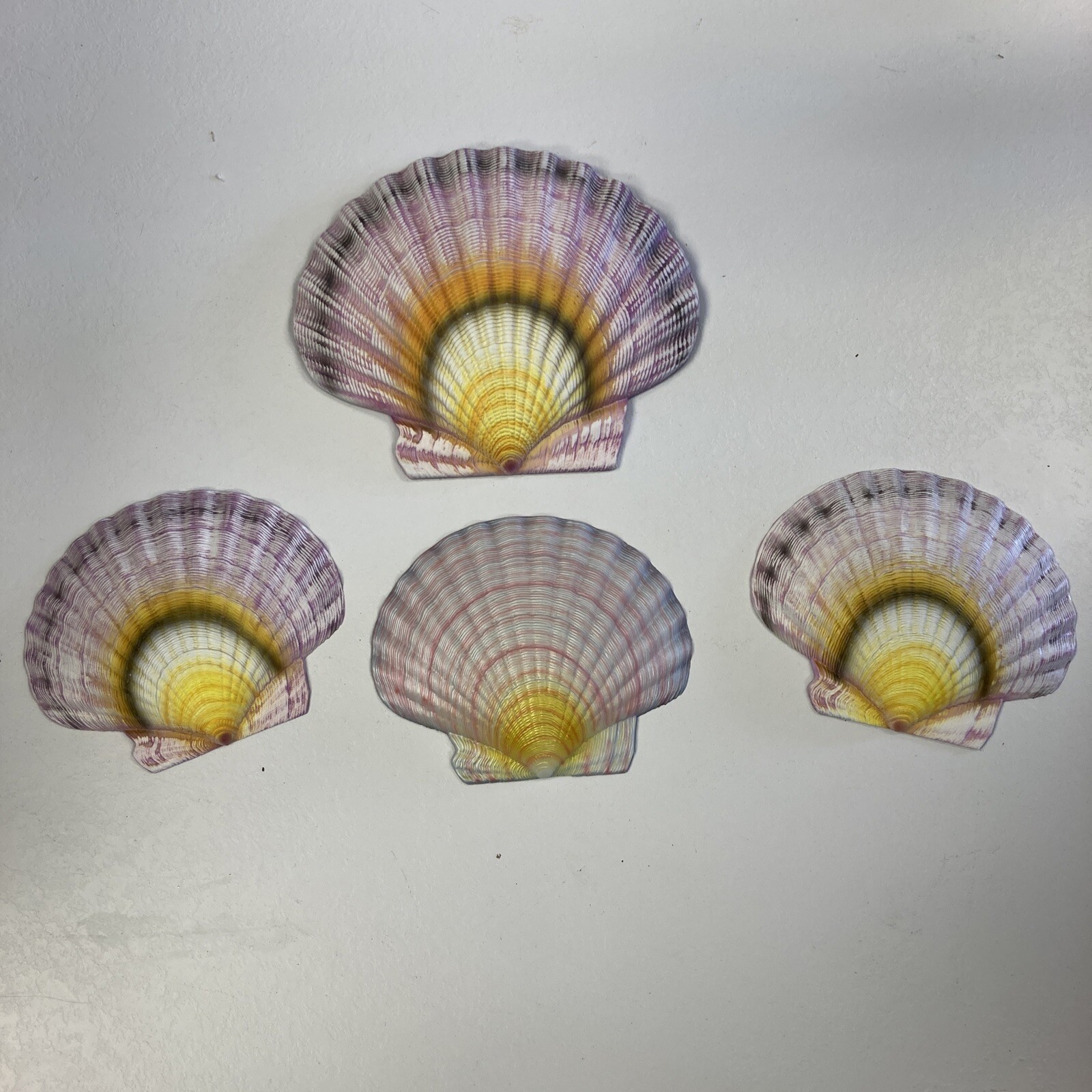 CIT Collection Wall Plaque Seashells 1 Large 6.5 L X 7.5 W 3 Small 6”L X 5” W