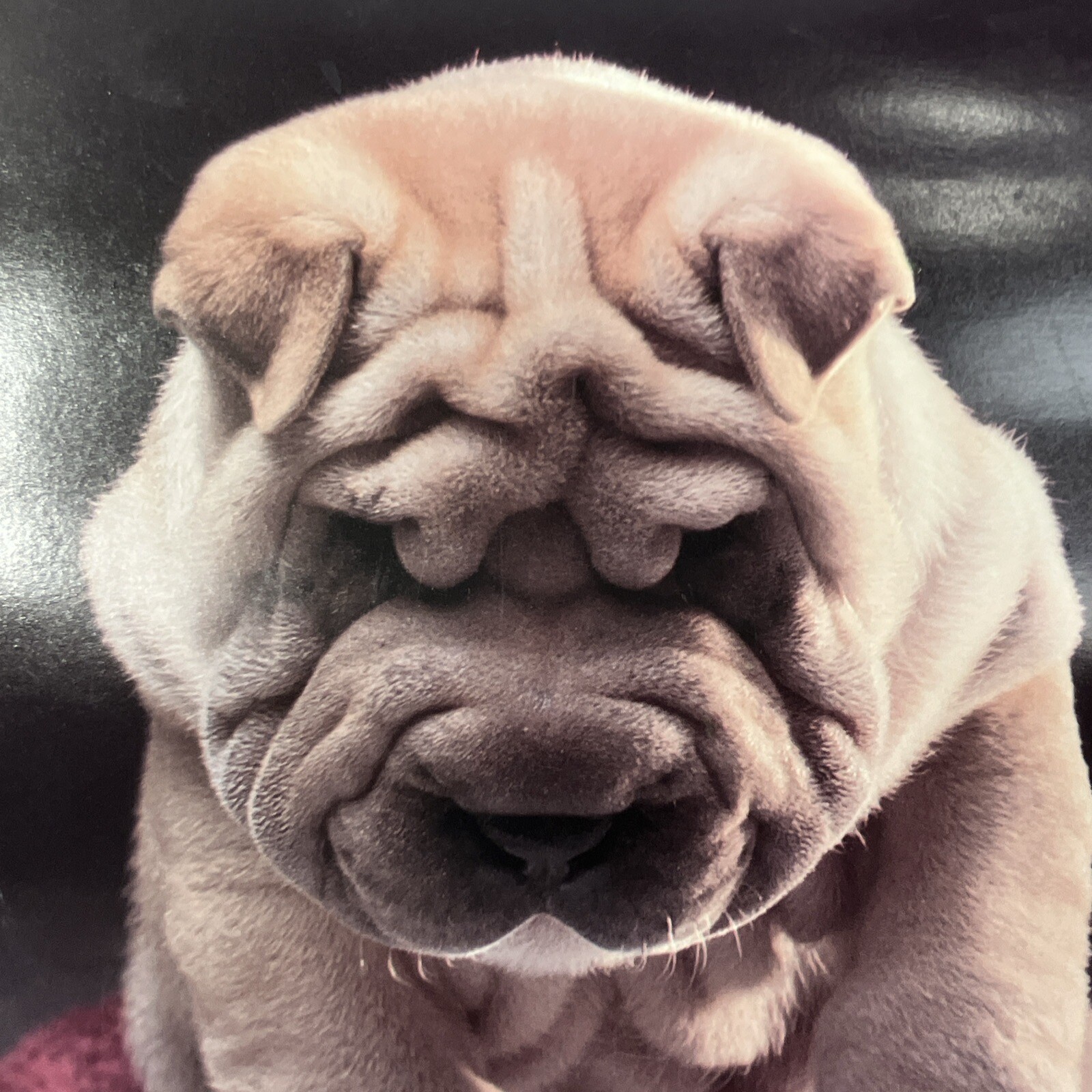 USA 2 Vintage 1980’s Pug Dog on Scale Unicorn Mountain poster 19″x 13″ 1989