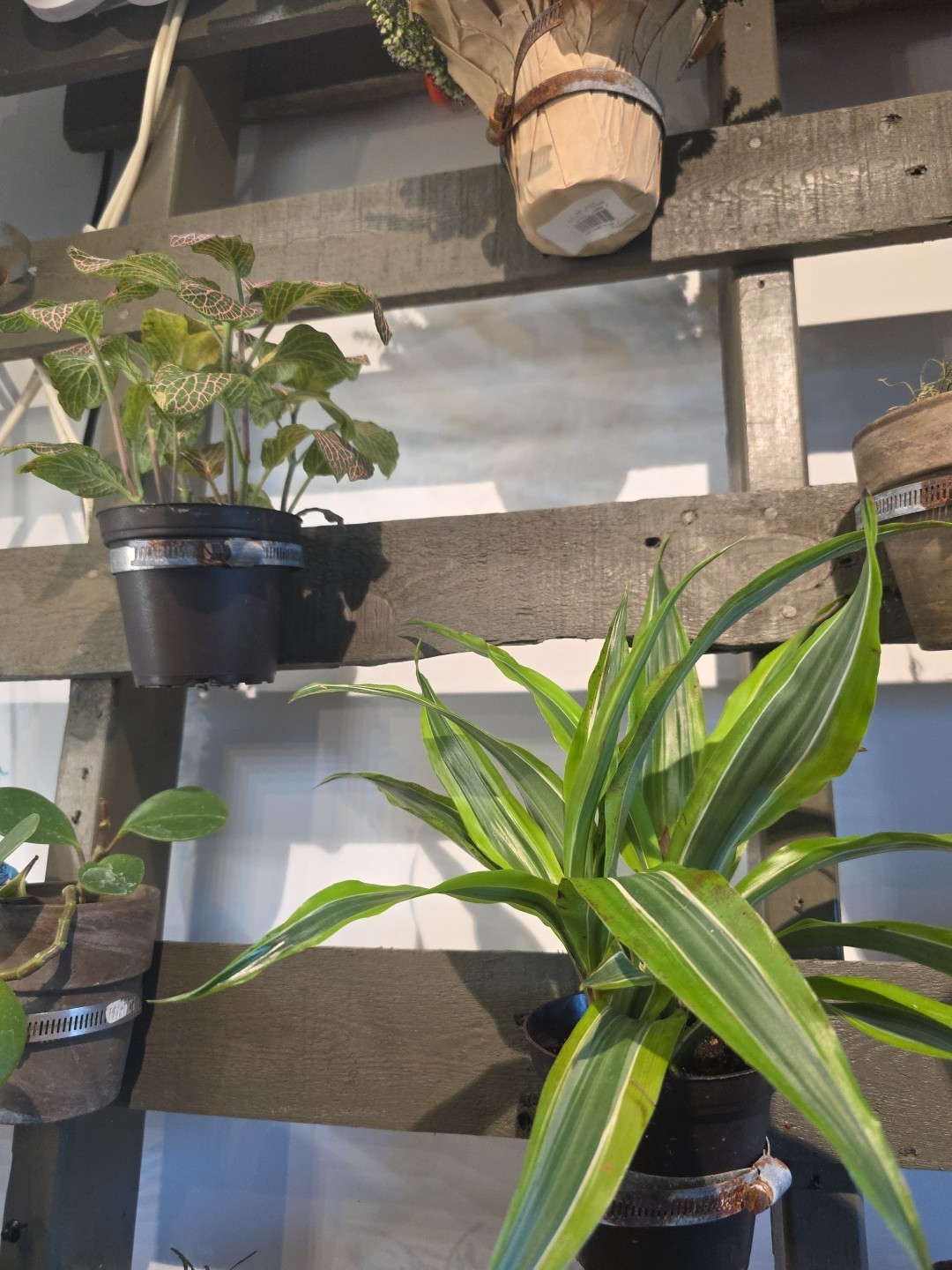 Homemade One of A Kind Living Plant Wall – Can Build You a Custom Version